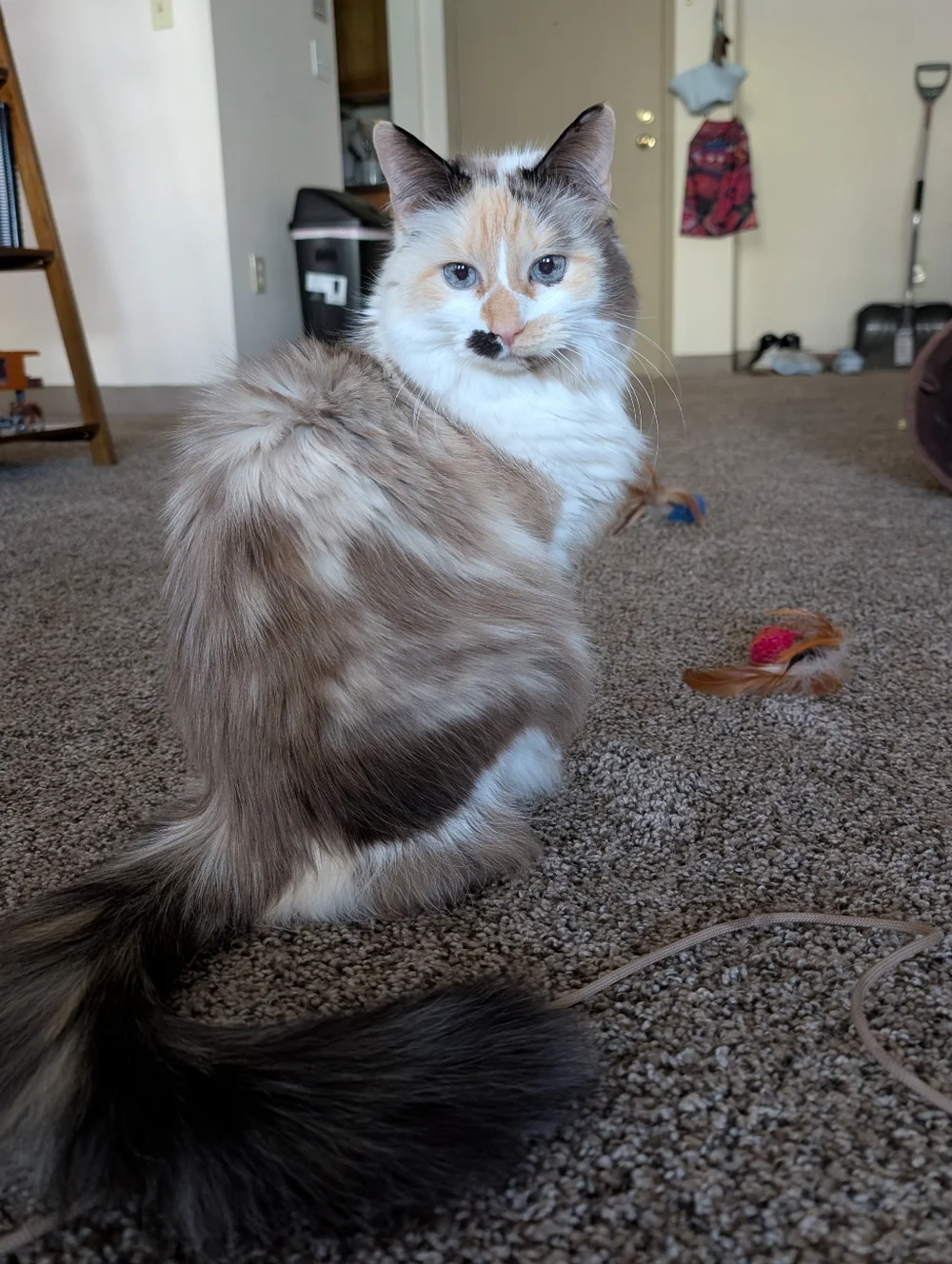 Cat Ball Toy